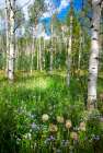 USA-Colorado Wildflowers in a grove of Aspen trees Art Print